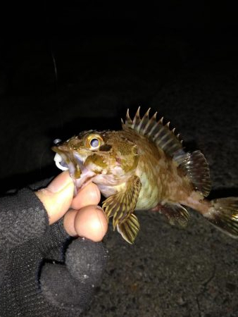 どうにかメバル