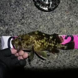 南港へち釣行 (2020/01/10 南港ヘチ釣り ガシラ 22cm、ハゼ 釣果有り)