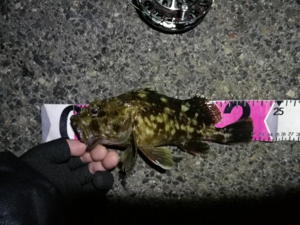 南港へち釣行 (2020/01/10 南港ヘチ釣り ガシラ 22cm、ハゼ 釣果有り)