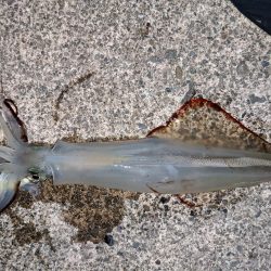 渋い中今年初ヤリイカ