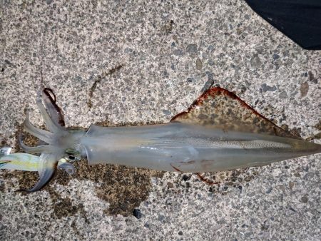 渋い中今年初ヤリイカ