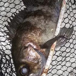 尺あじ泣き尺メバル