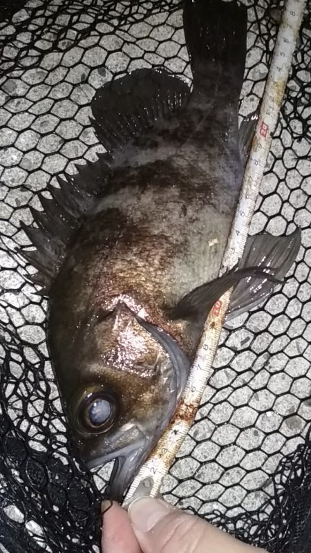 　尺あじ泣き尺メバル