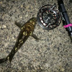 南港へち釣行 （2020/01/11 南港ヘチ釣り ガシラ 22cm、黒メバル22ｃｍ 釣果有り）