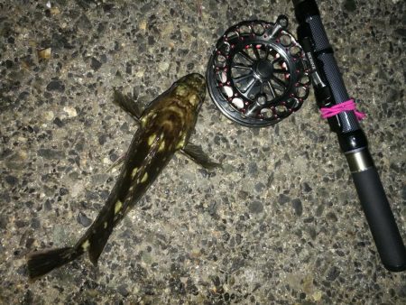 南港へち釣行 （2020/01/11 南港ヘチ釣り ガシラ 22cm、黒メバル22ｃｍ 釣果有り）