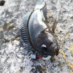 渋いですね、なんとか釣果