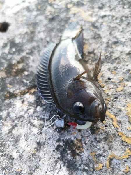 渋いですね、なんとか釣果