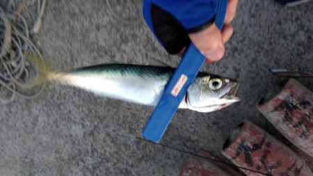 正月休みのリベンジ