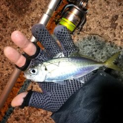 南港釣行 （2020/01/12 南港サビキ釣り アジ、コノシロ 釣果有り）