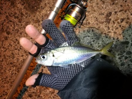 南港釣行 （2020/01/12 南港サビキ釣り アジ、コノシロ 釣果有り）