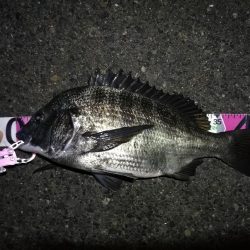 南港へち釣行 (2020/01/13 南港ヘチ釣り 真チヌ44.5cm ガシラ 釣果有り)