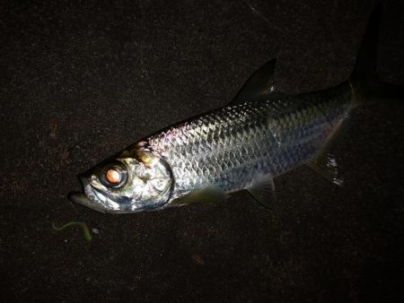 ナイトで古代魚　ターポン