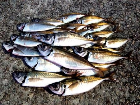 強風ジグ単アジング