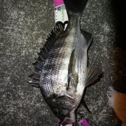 南港へち釣行 （2020/01/16 南港ヘチ釣り 真チヌ40cm　ガシラ 釣果有り）