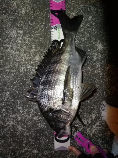 南港へち釣行 （2020/01/16 南港ヘチ釣り 真チヌ40cm　ガシラ 釣果有り）