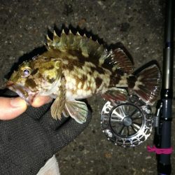 南港へち釣行 （2020/01/17 南港ヘチ釣り　ガシラ、メバル 釣果有り）