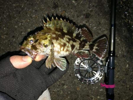 南港へち釣行 （2020/01/17 南港…