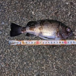 渋い!合間にメバリング