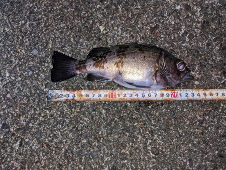 渋い!合間にメバリング