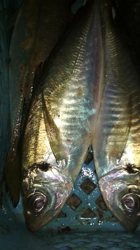 中あじフィーバー大サバ