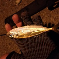 南港釣行 (2020/01/18 南港サビキ釣り アジ 釣果有り)