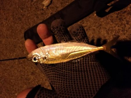 南港釣行 (2020/01/18 南港サビキ釣り アジ 釣果有り)