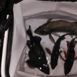 海洋調査　明石港