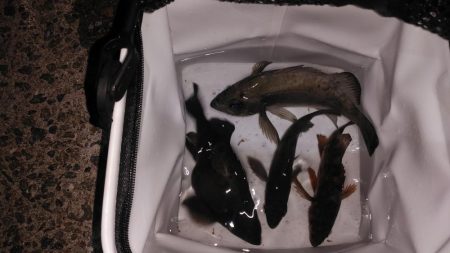 海洋調査　明石港