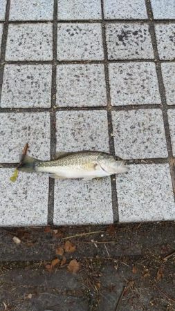 入れ食いの横で