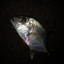 常備灯でギンガメとターポン