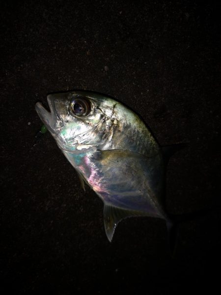 常備灯でギンガメとターポン