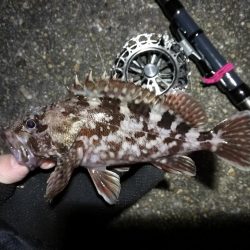 南港へち釣行 （2020/01/25 南港ヘチ釣り　ガシラ 釣果有り）