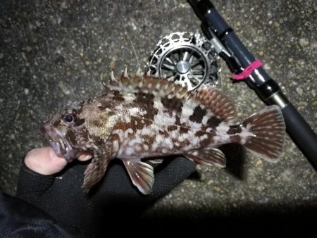 南港へち釣行 （2020/01/25 南港…