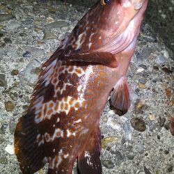 アコウメバルガシラ