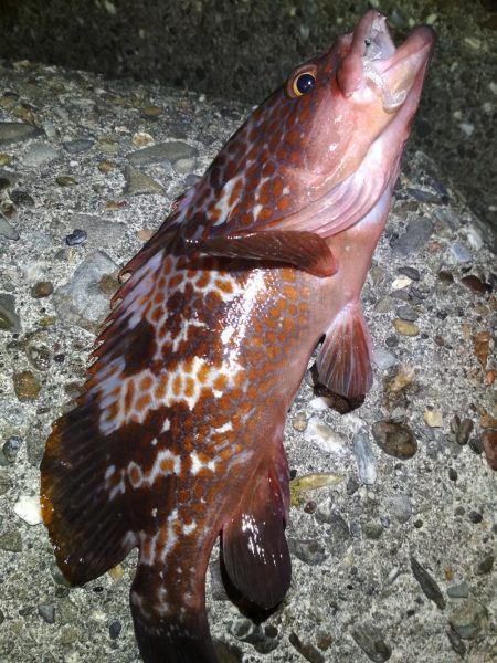 アコウメバルガシラ