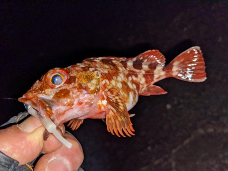 強風、釣りにならず