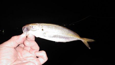 今夜はアジング