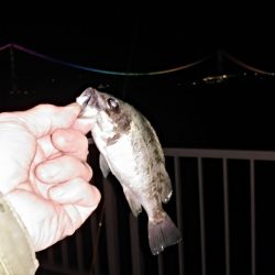 風が吹いてもメバリング