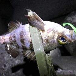 渋すぎ。下手には釣れませんなー