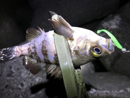 渋すぎ。下手には釣れませんなー