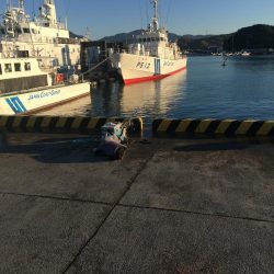 尺アジとコノシロ31㎝