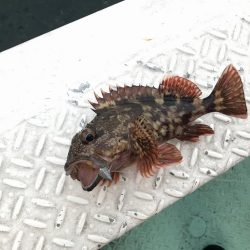 ロックフィッシュショート便で初釣り爆釣♪