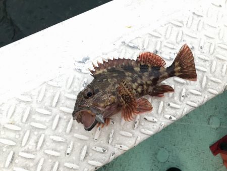 ロックフィッシュショート便で初釣り爆釣♪