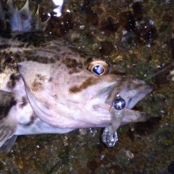 元旦ライトゲーム