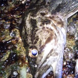 タケノコメバル狙い撃ち?