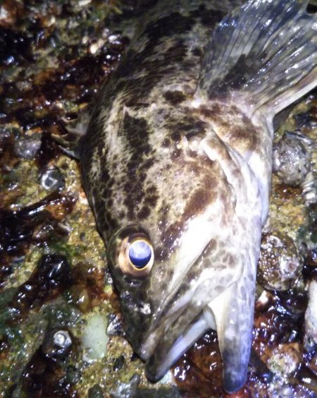 タケノコメバル狙い撃ち?