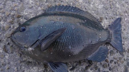 触らん　餌取られん