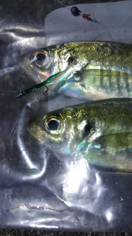 メバルはシブく…