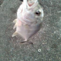 ライトショアジギング