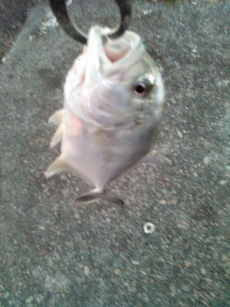 ライトショアジギング